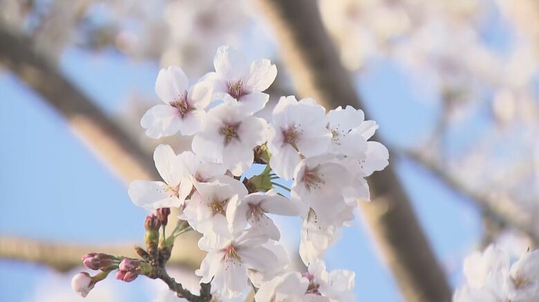 平年より2日遅く…名古屋で桜の満開を発表 岐阜では3/31 津では4/2に 東海3県は週末にかけ見頃迎える｜FNNプライムオンライン