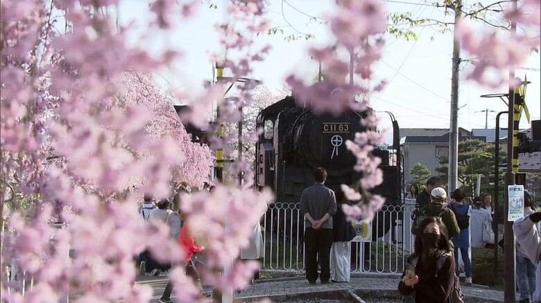喜多方市・日中線しだれ桜並木　旧国鉄日中線跡を彩る約3キロのサクラの道《ふくしま桜紀行2025》｜FNNプライムオンライン