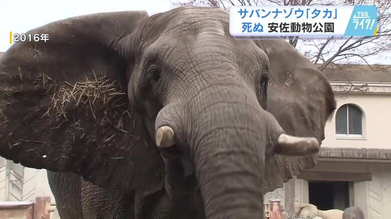 広島・安佐動物公園の人気者 サバンナゾウの「タカ」死ぬ 穏やかな性格 1991年姫路生まれ35歳 【広島発】|FNNプライムオンライン