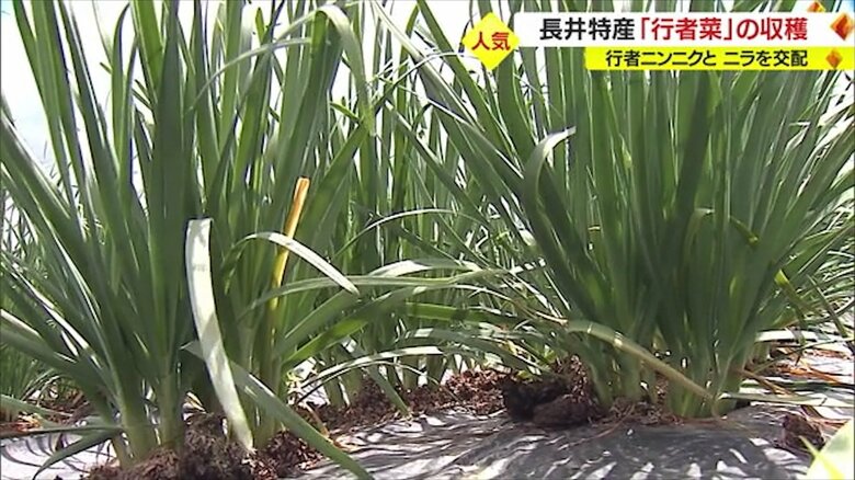 スタミナがつく人気の野菜　長井市特産の「行者菜」 収穫時期を迎える【山形発】｜FNNプライムオンライン