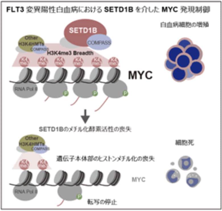 白血病悪化のカギを握る酵素を発見~がん遺伝子「MYC」を支える仕組みに迫る~