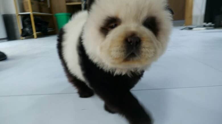 “パンダ犬”の染料は日本産…中国の業者取材「斬新なアイデアが爆発」虐待は否定｜FNNプライムオンライン