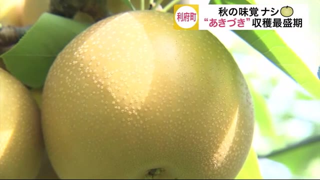 秋の味覚ナシ “あきづき”収穫最盛期〈宮城・利府町〉