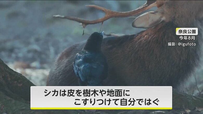 奈良県で撮影されたカラスがシカのツノをはぐ様子