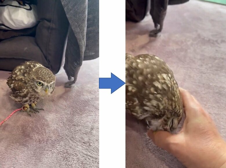 「おいで」声をかけるとやって来る