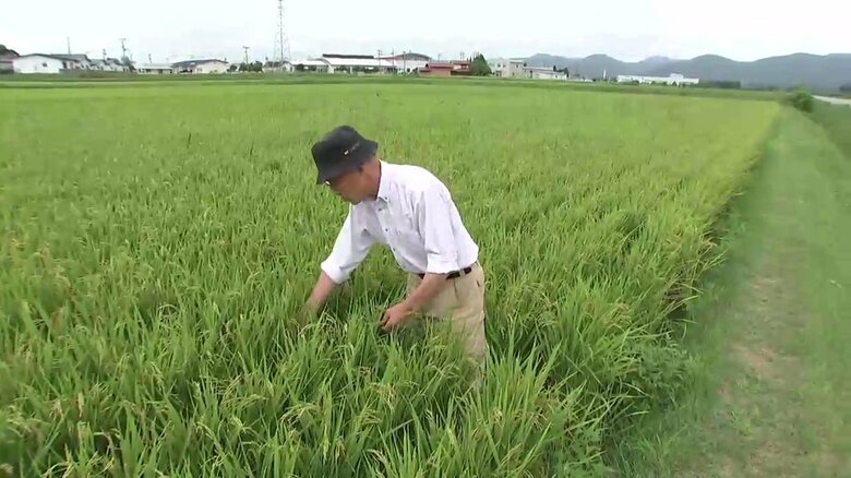 農家・直町昊悦さんは稲の生育具合は平年より20cmほど短くなっていると話す