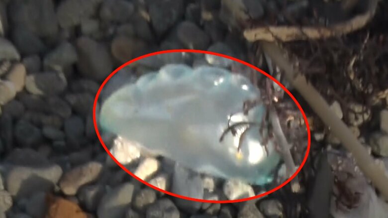 めざまし8が横須賀市の海岸で発見した「カツオノエボシ」