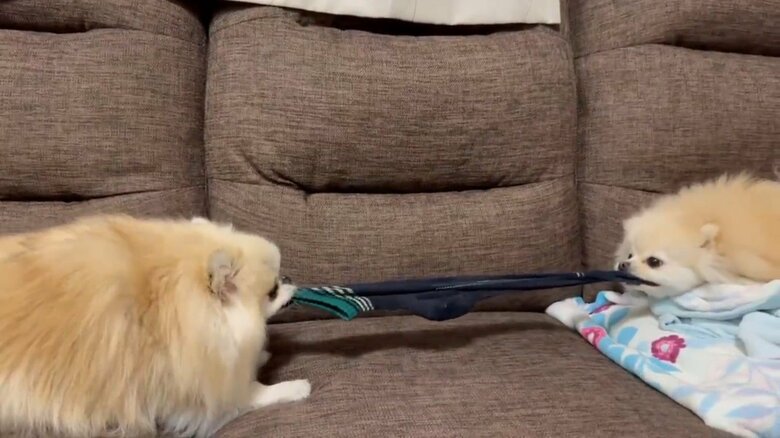 提供：愉快な3姉妹ポメラニアンさん