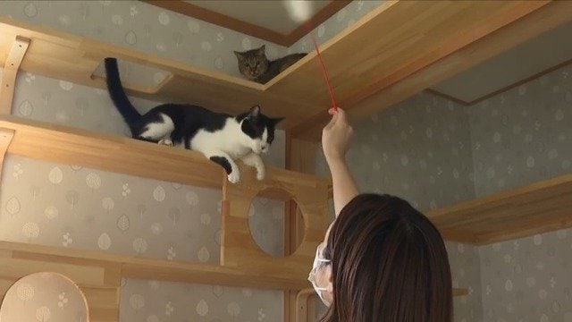 楽しそうに遊ぶ先輩猫とそれを見ている「キラ」