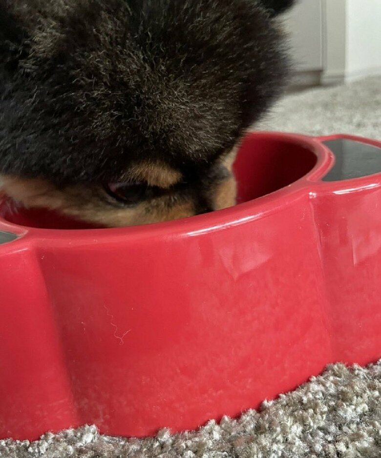 ご飯を食べている様子