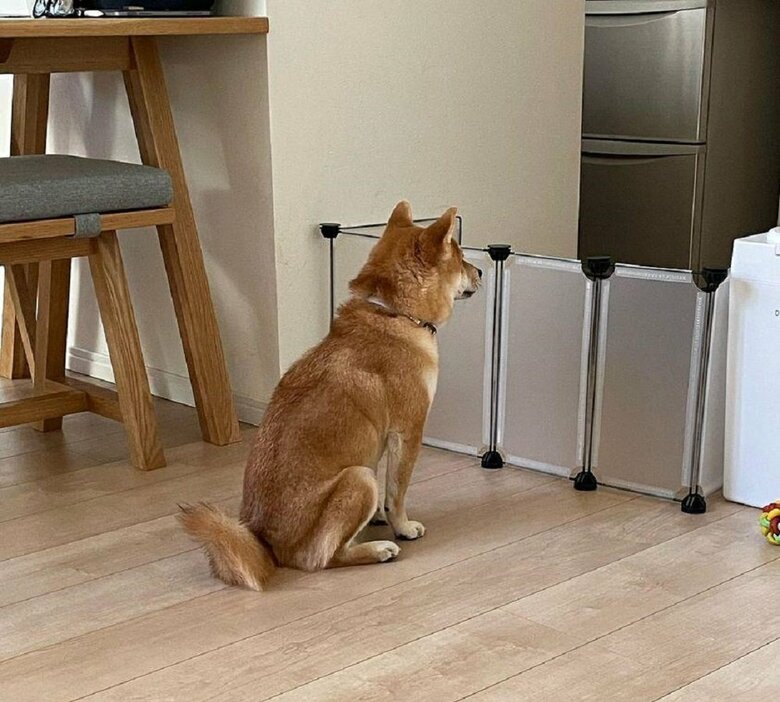 おやつを健気に待っている