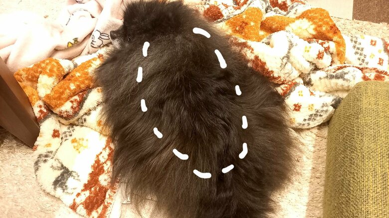 本体は白の点線で囲っているくらいだという