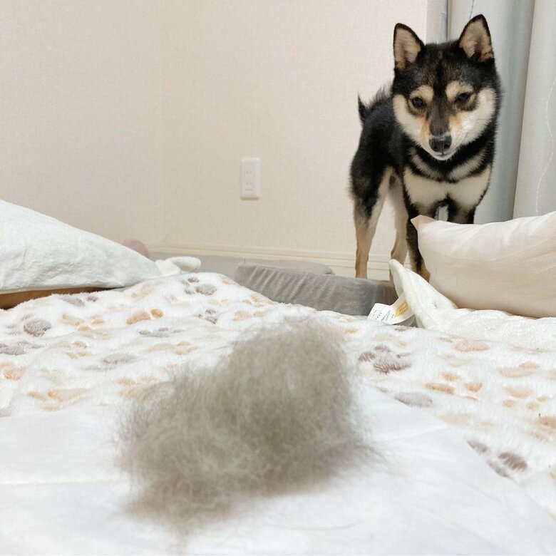 「誰の毛？」と不思議そう