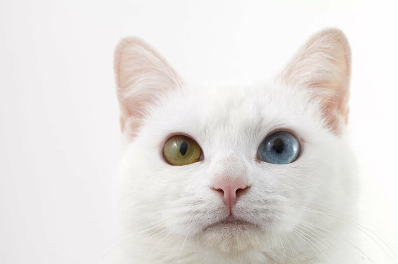 オッドアイ（画像はイメージ）