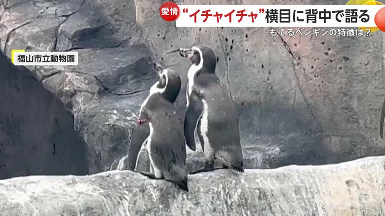 お互いに羽繕いをする仲むつまじいペンギンのカップル