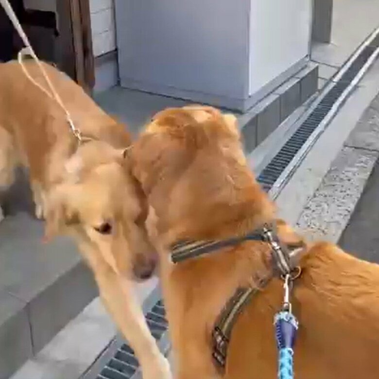 玄関ドアが開いて触れ合う、セナくんとラックスくん（その1）