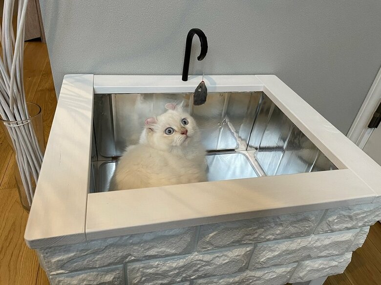 ネコ用のシンクに入るおこめちゃん