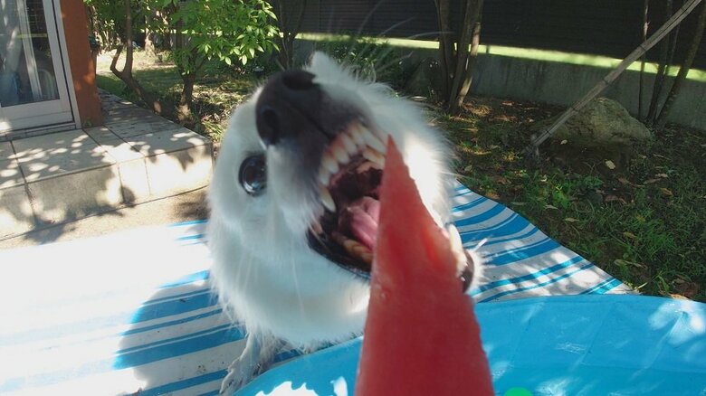 大好きなスイカにかぶりつこうとしている