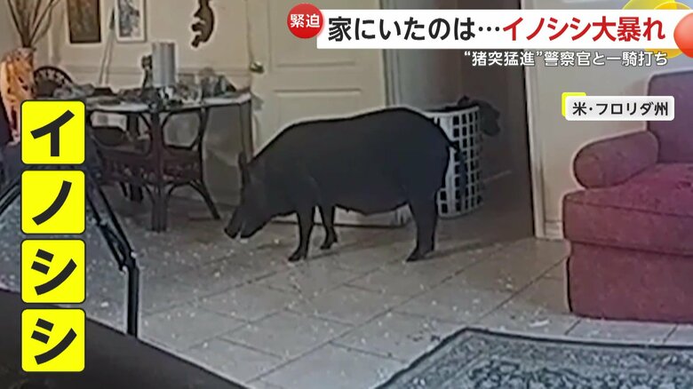 平然とした様子で家の中で佇むイノシシ（Lee County Sheriff's Office）