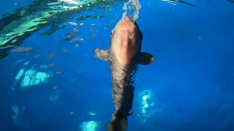 顔だけ出してピュッと水を吐き出してアピール（提供：サンシャイン水族館）