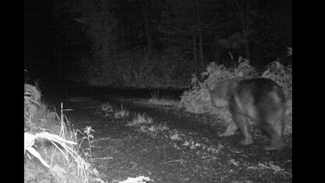 利尻島に現れたヒグマ（提供：宗谷総合振興局）