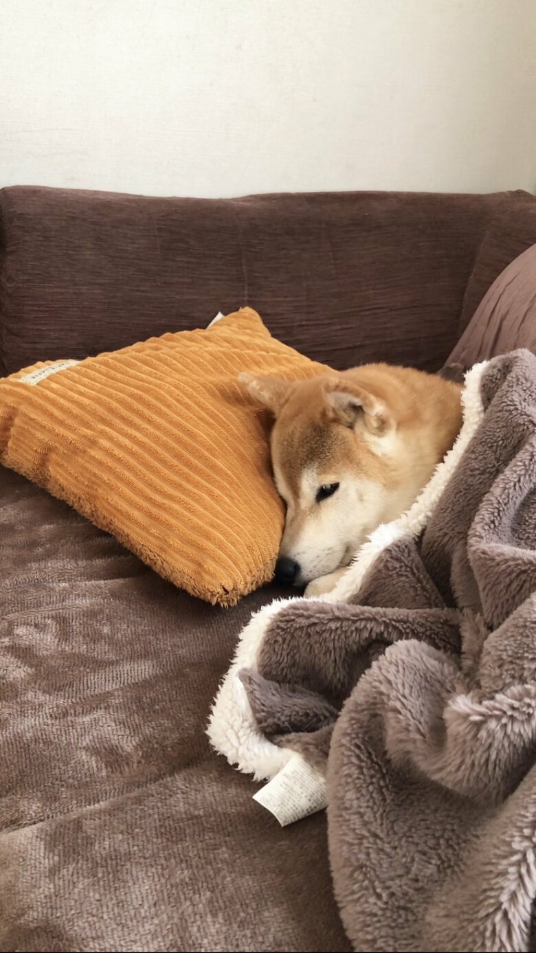 提供：柴犬ももさん