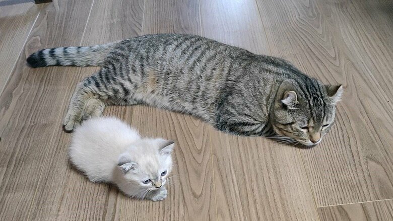 らむねちゃんともろこしパパ