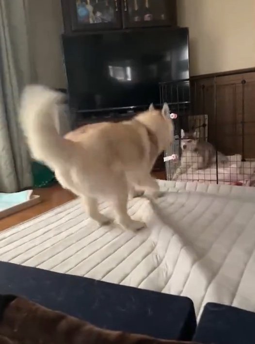 提供：ココとイチのままちゃん