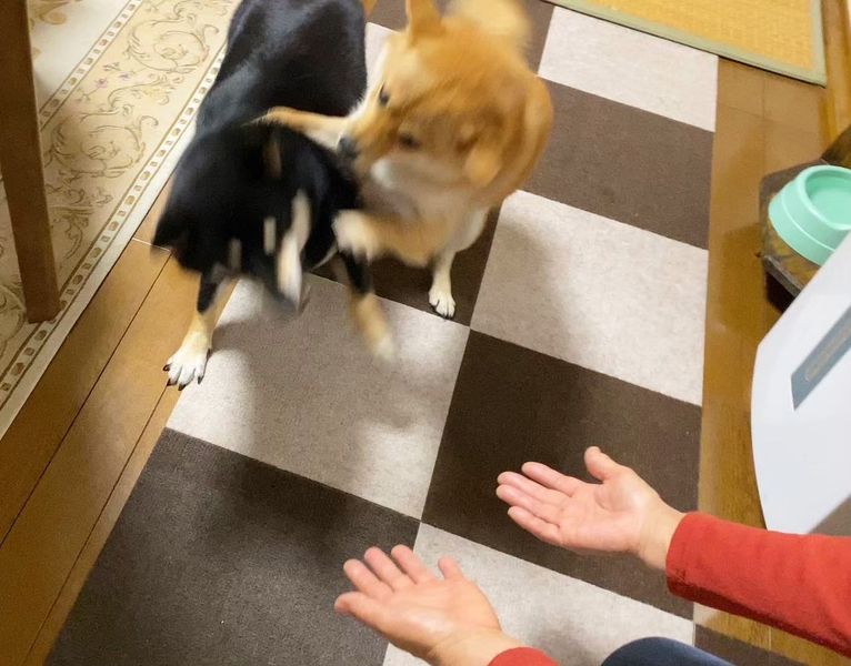 提供：豆柴あさのんさん