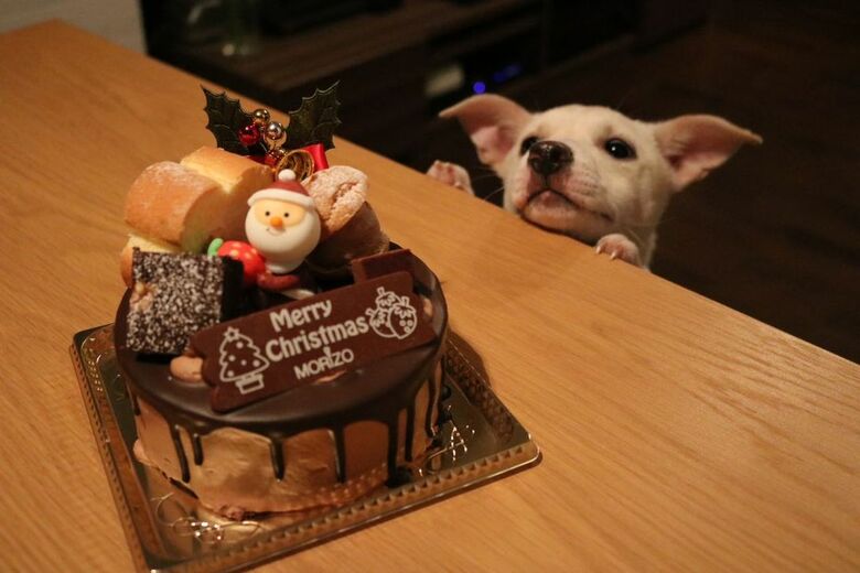 提供：柴犬ハル&雑種すずさん