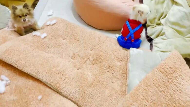 部屋を散らかしてしまった理事長ちゃん