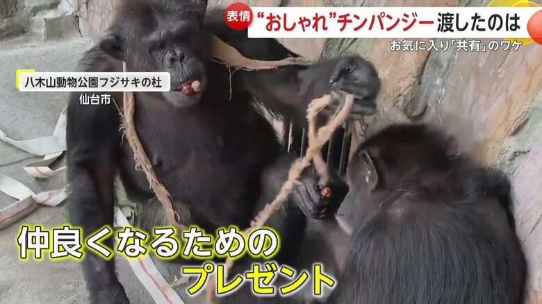 仲良くなるためにお気に入りをプレゼント