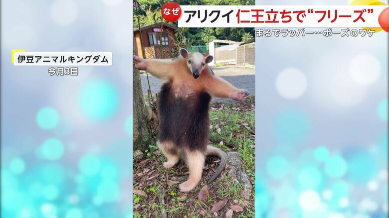両手を突き出し仁王立ちするイフちゃん（提供：伊豆アニマルキングダム）