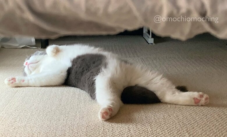 あおむけでのびのびしている