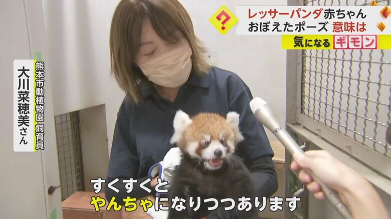 飼育員に抱かれるレッサーパンダの赤ちゃん