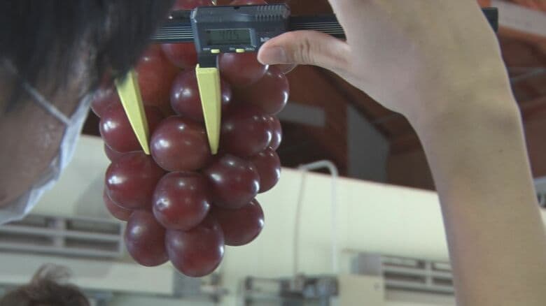 出荷基準がかなり厳しい