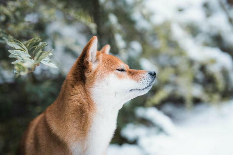 提供：柴犬 むぎさん