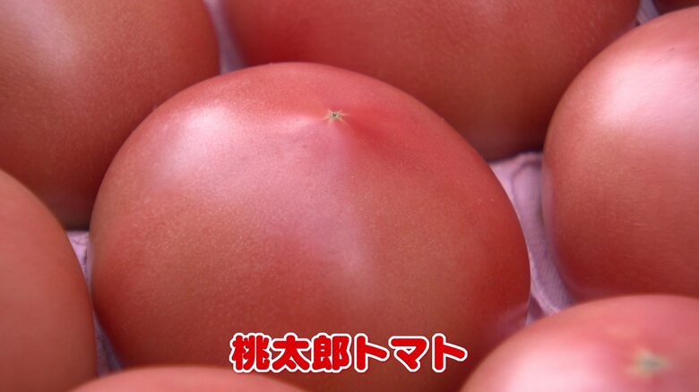 岡山が発祥「桃太郎トマト」