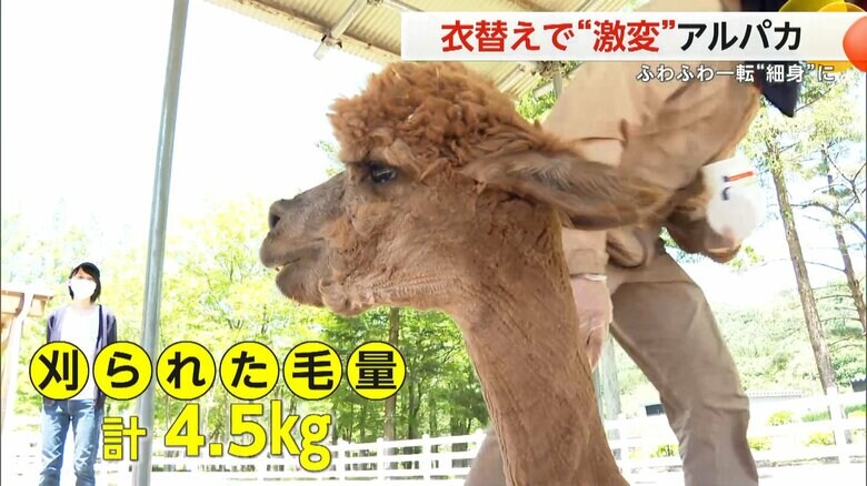 猛暑対策ばっちりで、これで暑い夏も乗り越えられそうなアルパカ