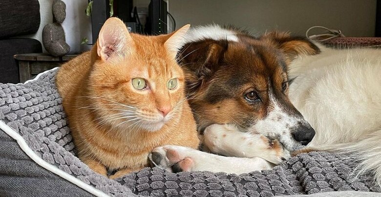 それでも仲良しでぴったりくっついている