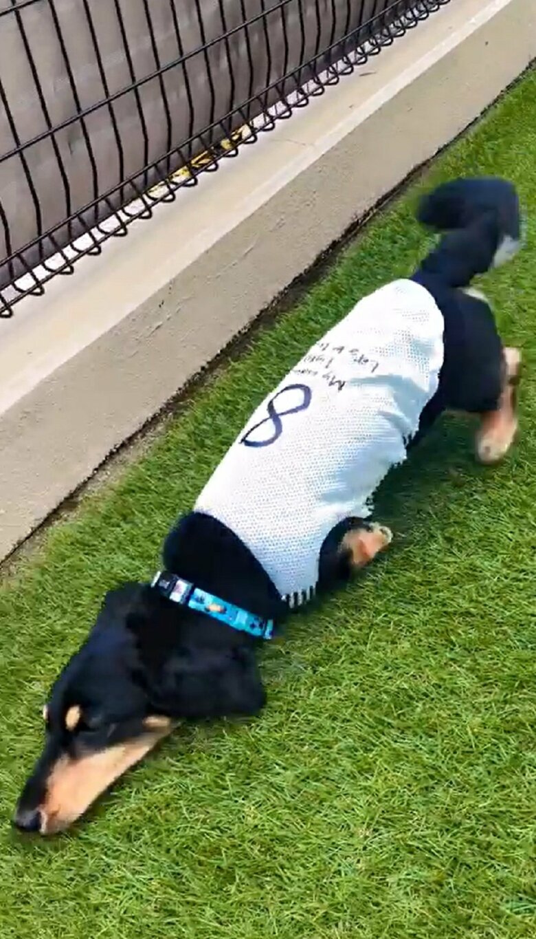 尻尾をフリフリとしていた