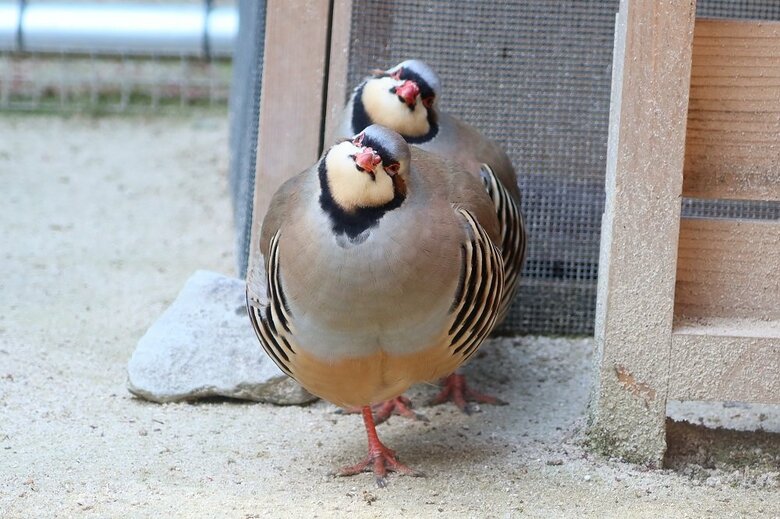 首をかしげたカメラ目線を捉えたことも…（提供：松江フォーゲルパーク）