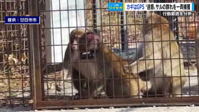 1匹のサルに首輪が…