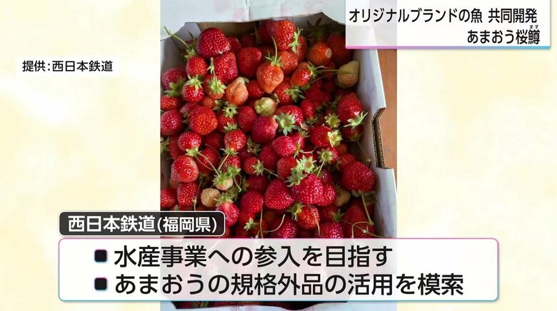 （規格外のあまおう）