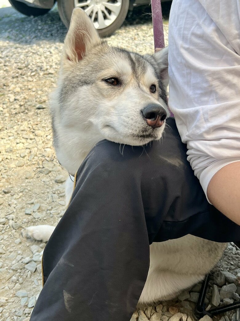 提供：ハスキーいちみちゃんと田舎暮らしさん