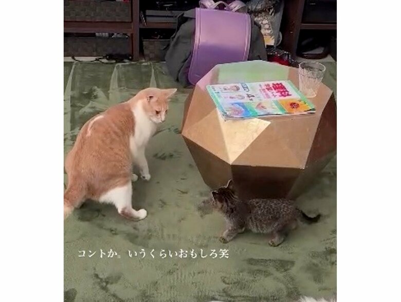 提供：たーにゃ。さん