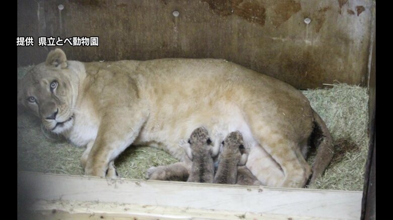 まだ公開はされていないライオンの赤ちゃん