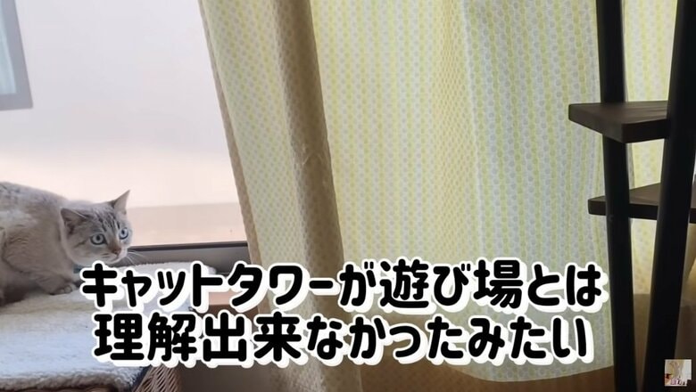 キャットタワーを見つめるくう君（YouTubeより）