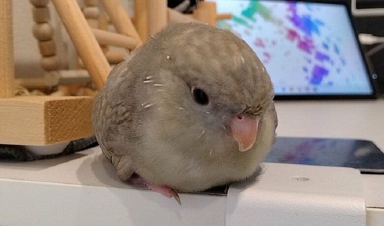 お団子のように丸く