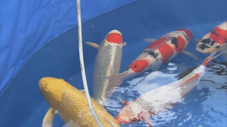 頭部が赤い「丹頂」